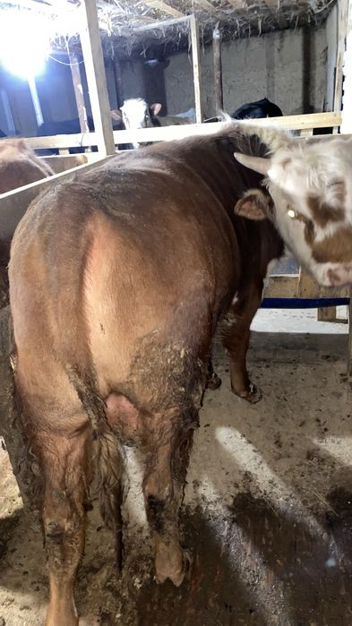 откорм бұқалар жақсы бағада