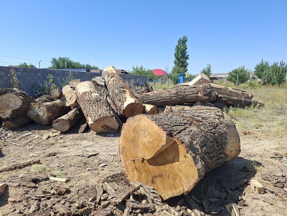 Продам  карагач бровны