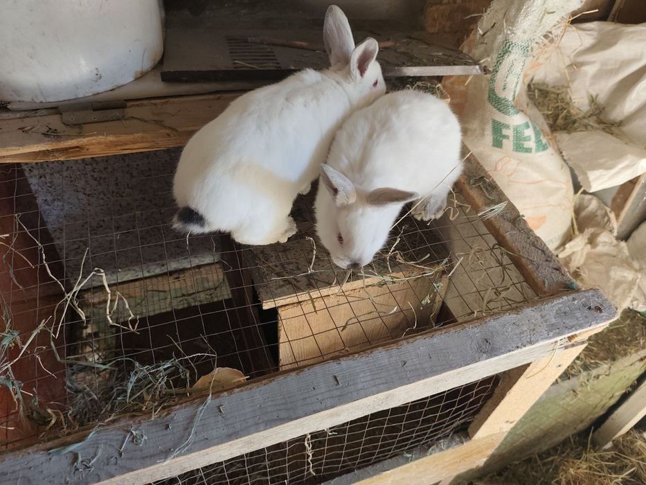 Кролики 1 мес 1 КГ +