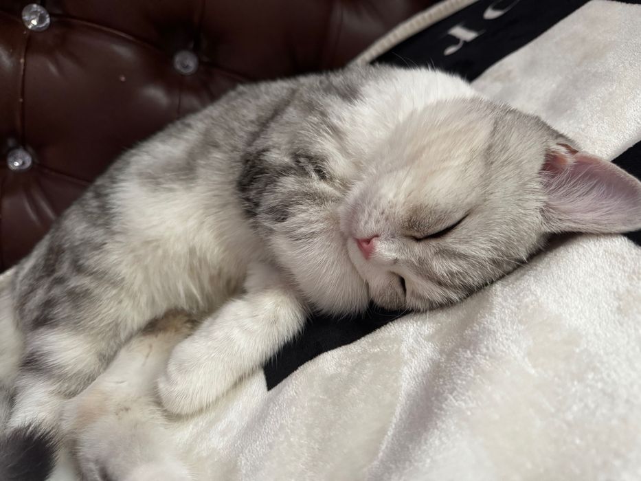 Mushuk Sotiladi srochnaa!!!