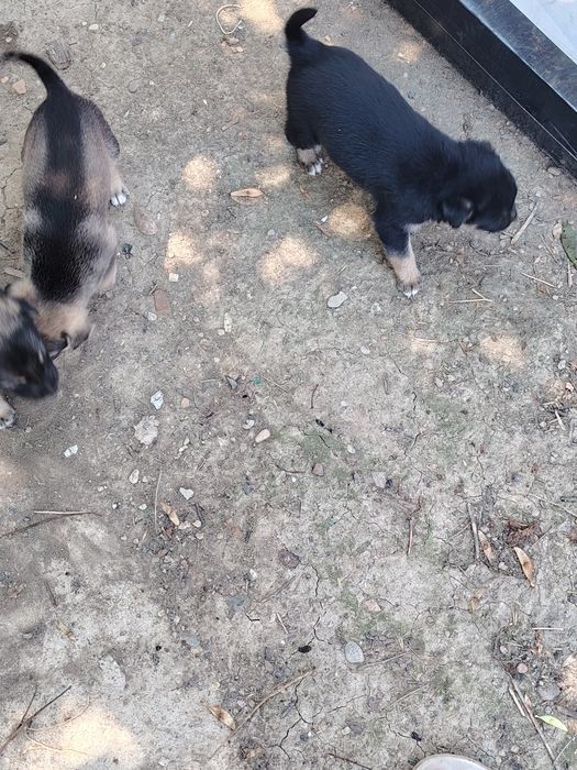 Donez 5 căței – județul Brăila