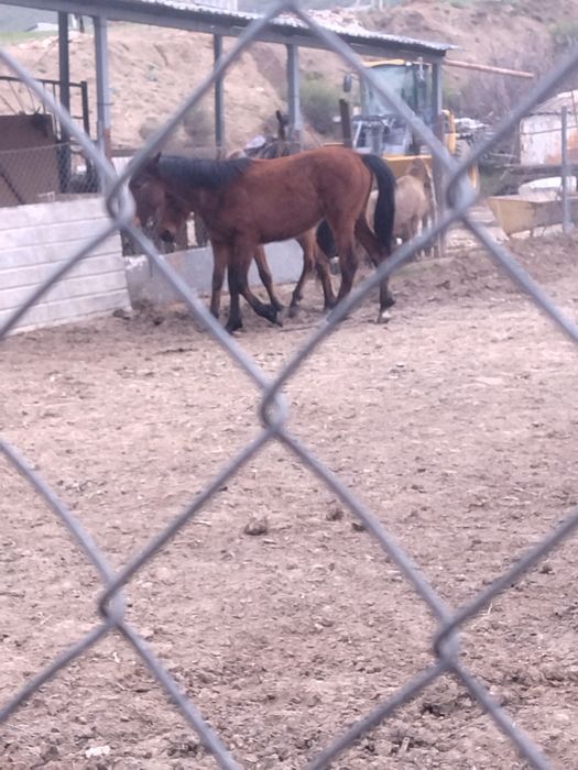 Құнан сатылады жақсы