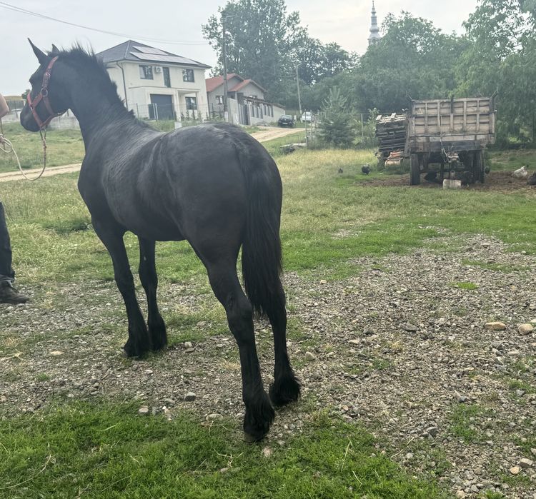 Manza Friesian/Frizian