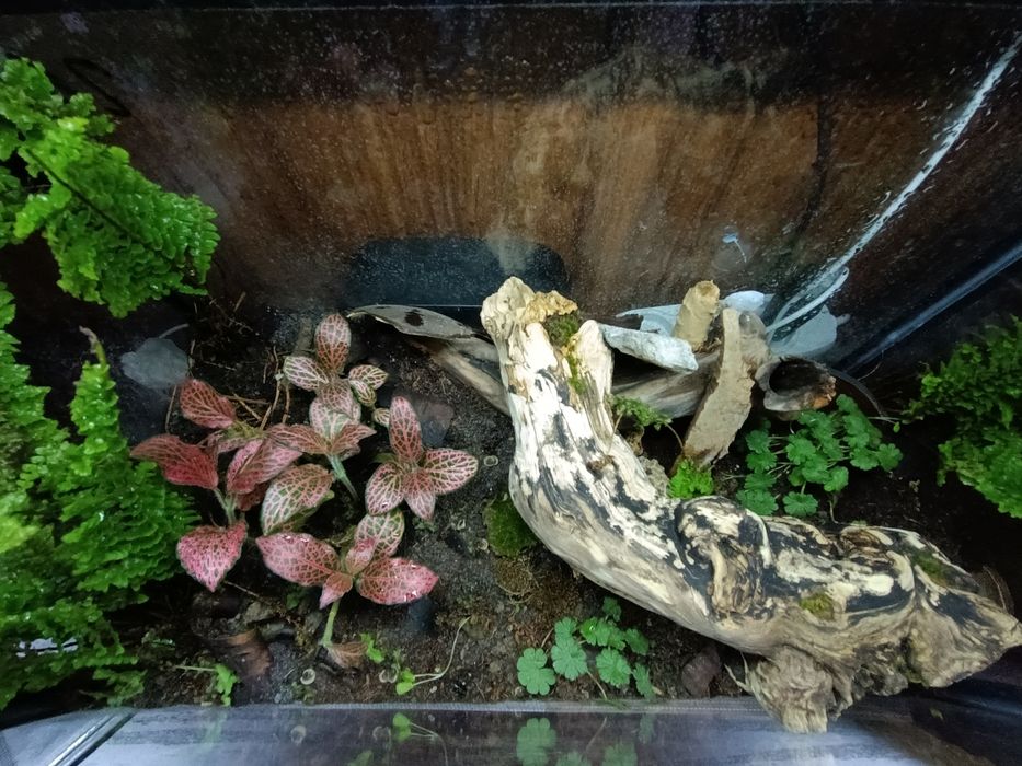 Флорариум экосистеме