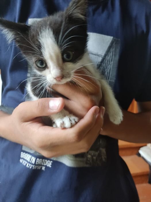 Отдам котят бесплатно