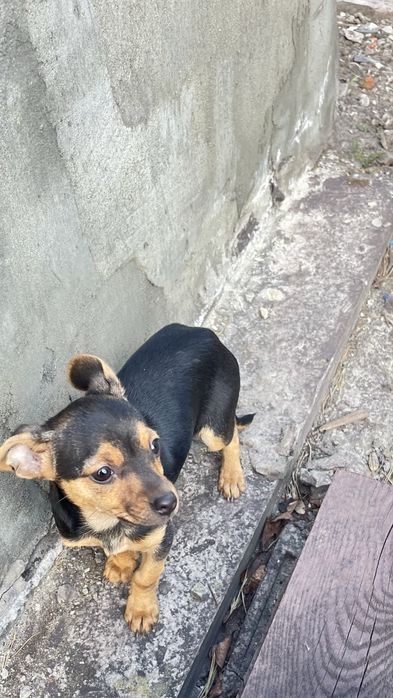 Отдам тойтерьера в добрые руки