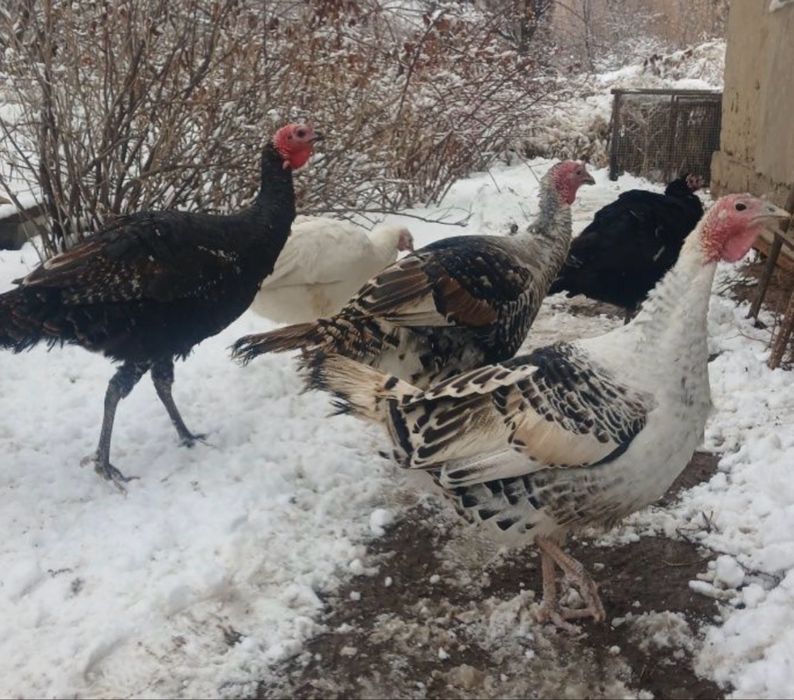 Продам индюки самцы на племя