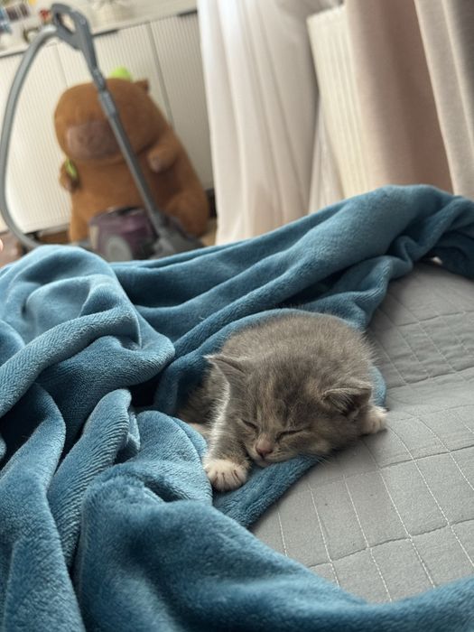 Шотландская девочка котенок ищет новый дом