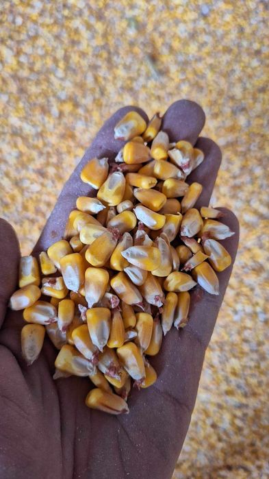 PORUMB RECOLTA 2025 Ofer transport gratuit la domiciliu clientului