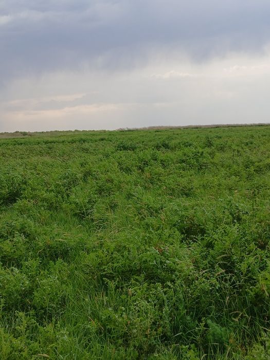 ФАЗЕНДА сатылады