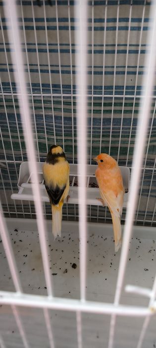 Продаётся Канарейка