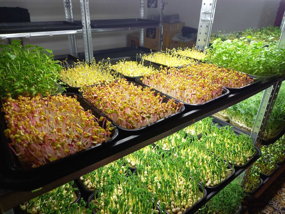 Семена для выращивания микрозелени