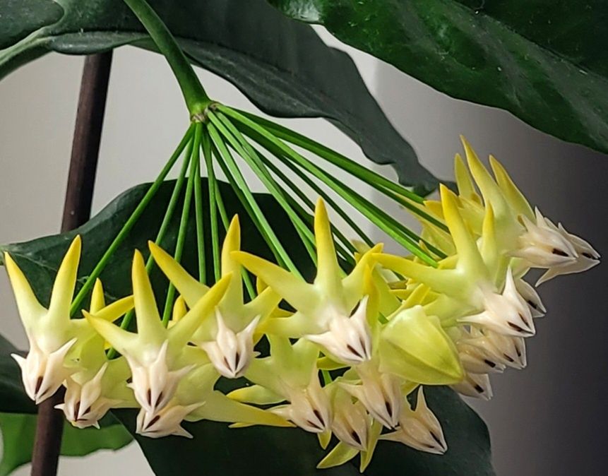 Hoya,  Lacrima Maicii Domnului