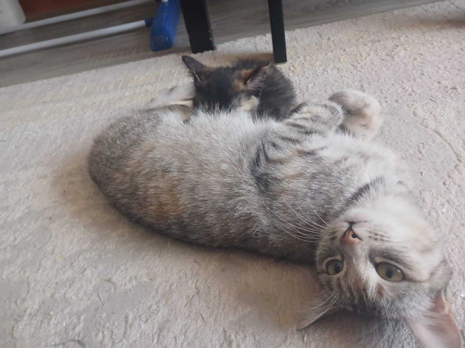 Отдам котят, кошку