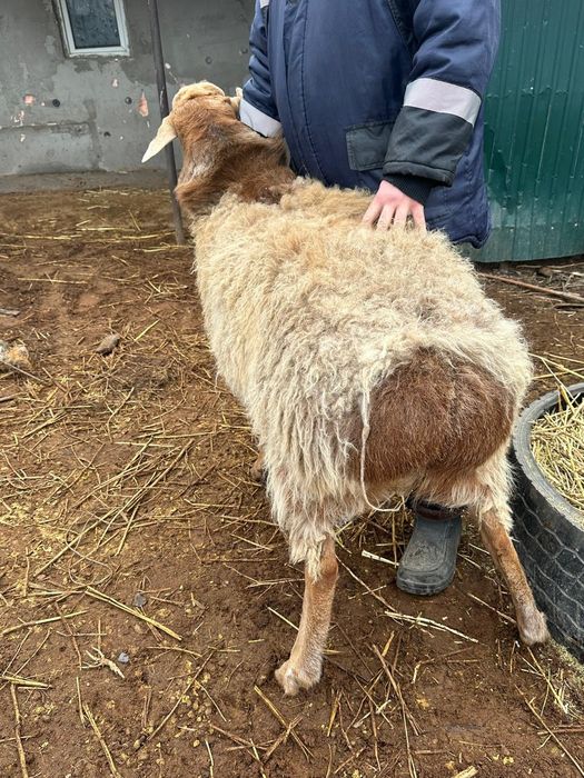 Продам двух кошкаров