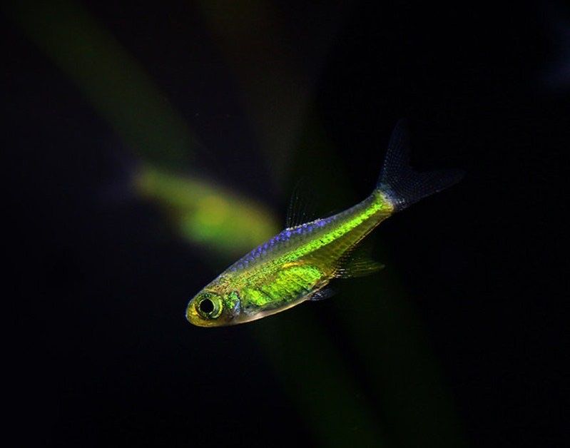 Микрорасбора куботай в продаже, мелкие рыбки, креветки, аквариумы