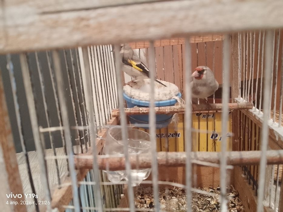 Сеуе самка екеуіде