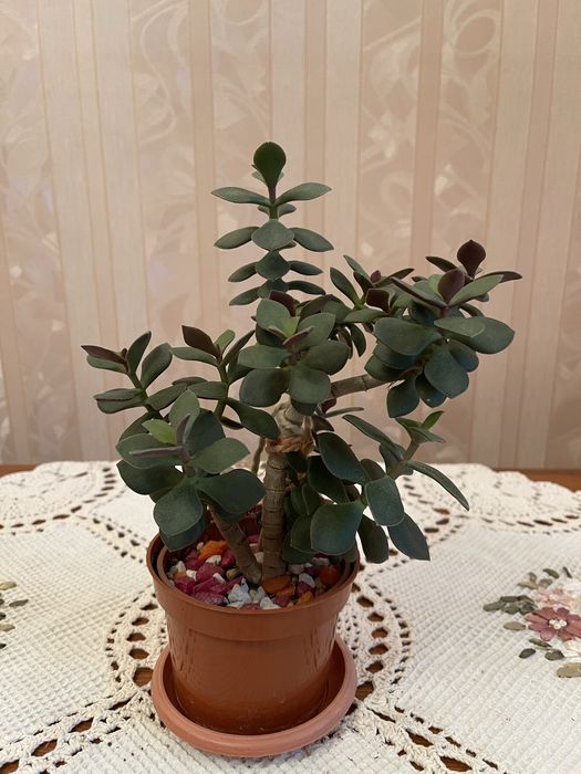 Комнатные цветы -денежное дерево