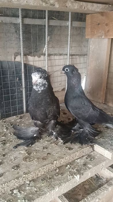 Голуби пискуны гульсары