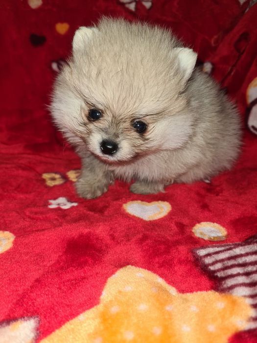 Продам мишек померашек