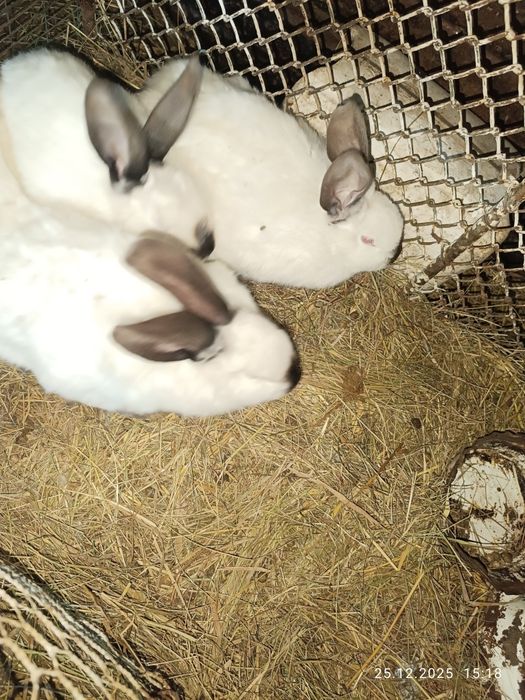 Продам кролов и кроликов