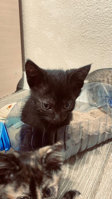 Очень добрые Котята, отлично подойдут для дома!