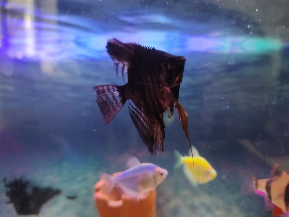 Аквариум с рыбками