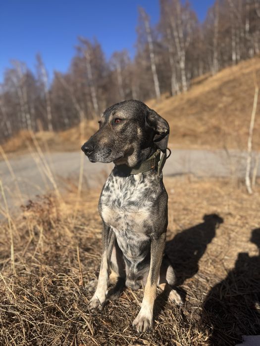 Щенки метисочки. Прекрасные 2 девочки.