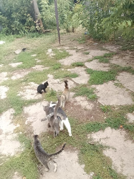 Котята , коты и кошки