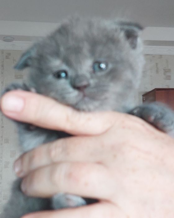 Готовятся к продаже милые котята