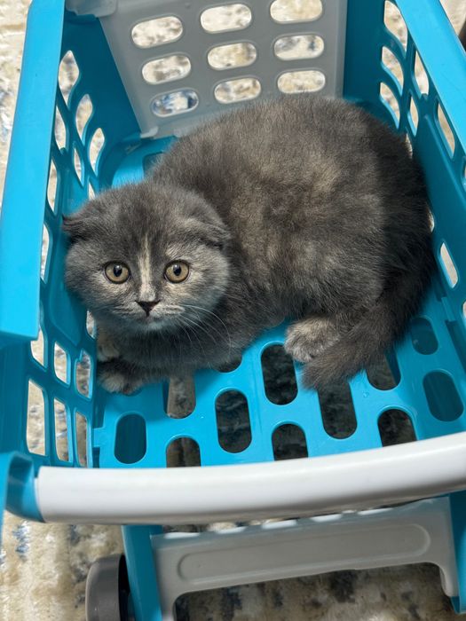 Продается вислоухий котенок