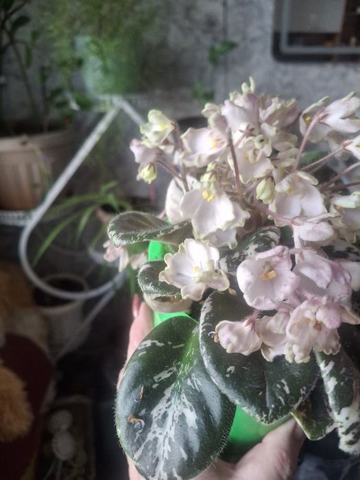 Продам домашние цветы