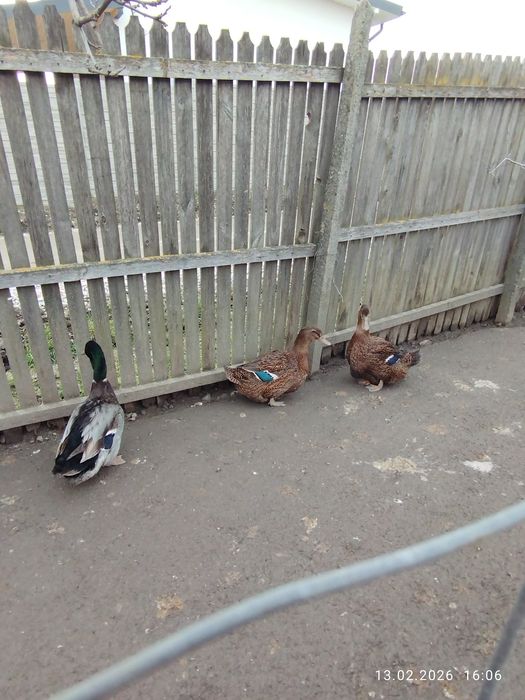 Rațe Rouen sălbatic