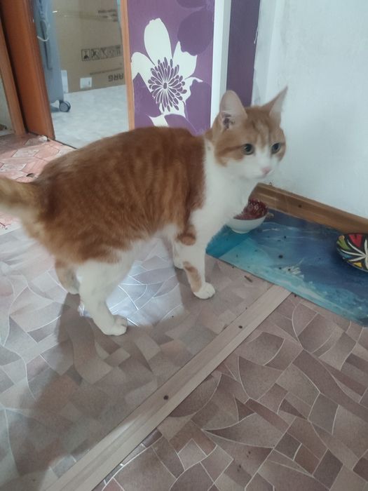 Отдам кота в хорошие руки