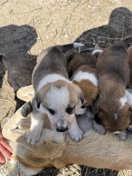 Отдам щенят в хорошие руки