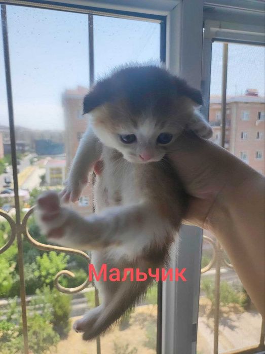 Шотландские котята Домашние