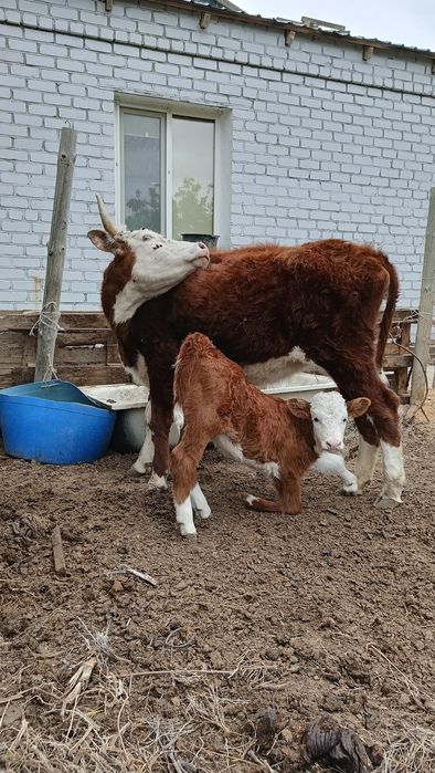 Бұзаулы сиыр сатылады.