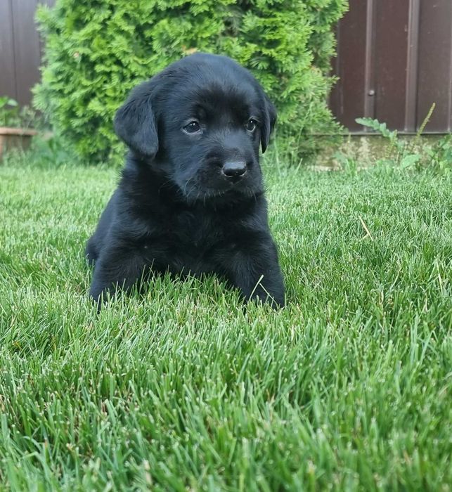 Labrador Retriever negru