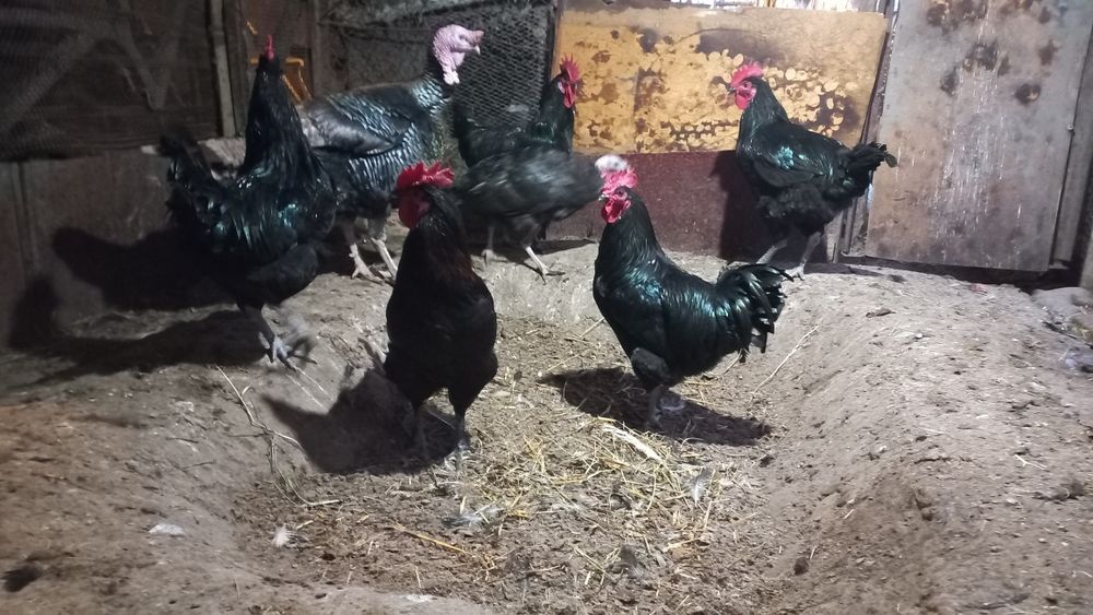 Хурозла сотилади.