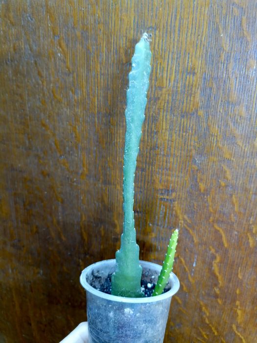 Продам цветочки по 500 тг!