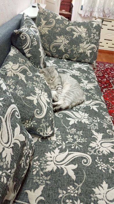Шиншилла котенок шотланский вислоухий