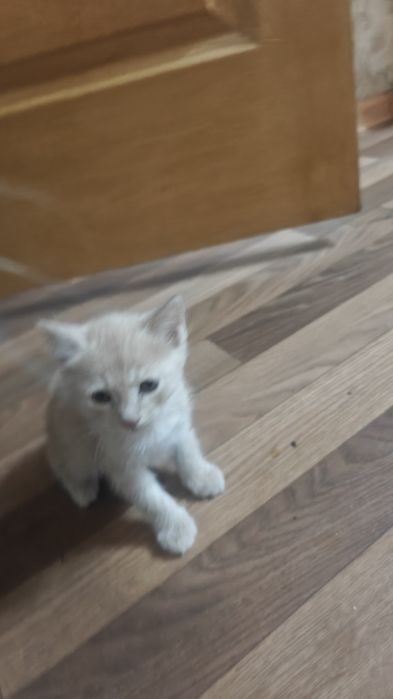 Кошку с котятами