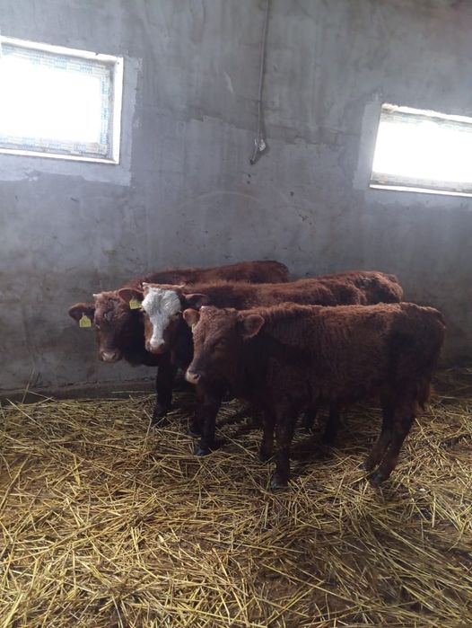 Продам 4 бычка , Бесагаш