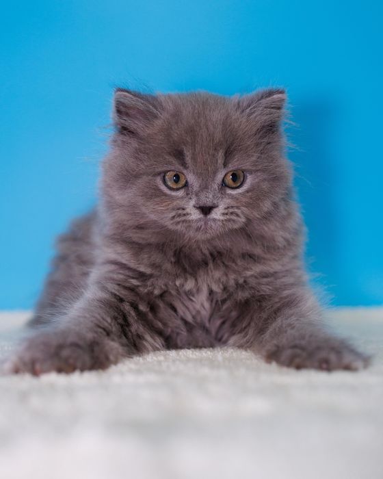 Британские котята с документами