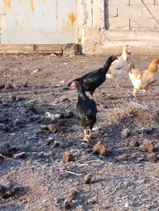 Бойцовые куры 10000тг за шт