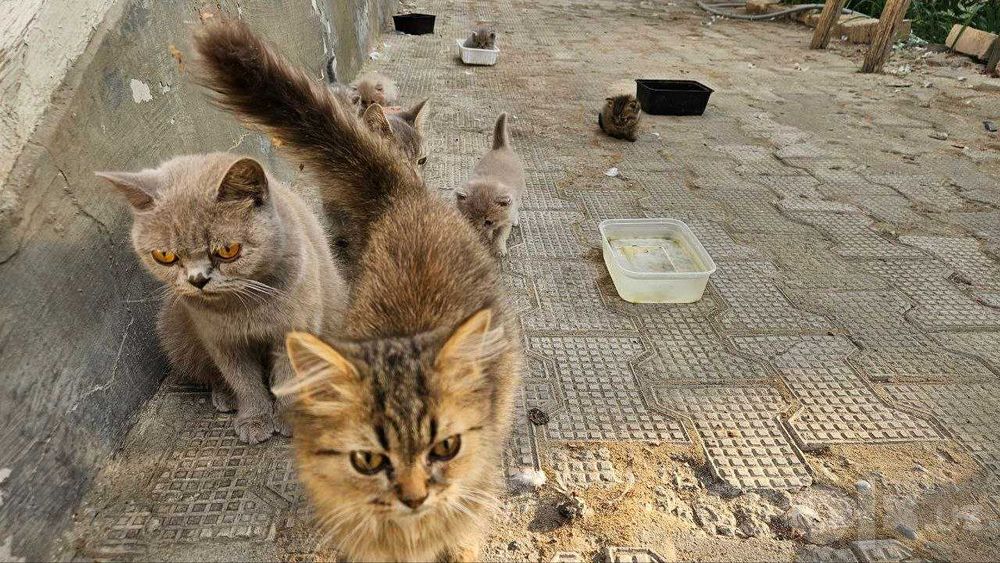 Кошки шотландские, Семья шотландских кошек 1 мать и 5 котята