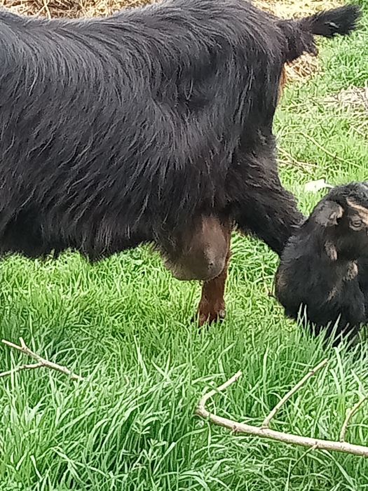 Schimb  cu rate lesesti ssu romanesti capră bună de lapte cu iadă și u