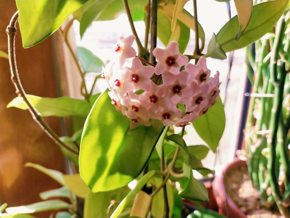 Срочно продаётся Хойя цветущая