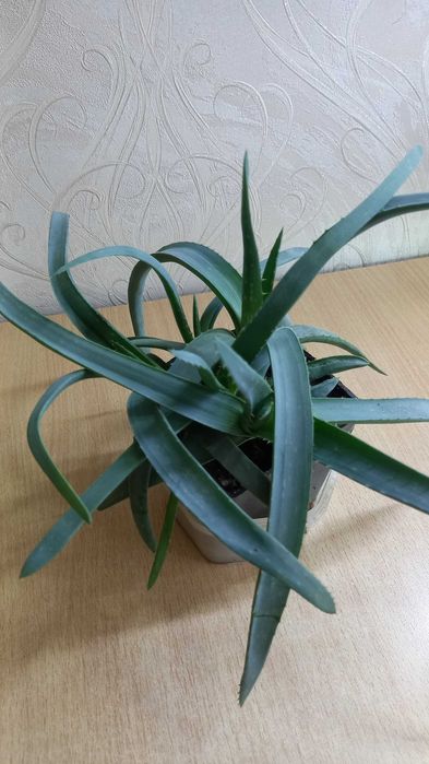 Алоэ продам цветы