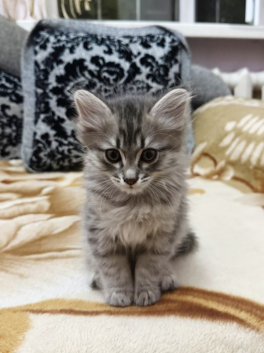 В добрые руки  котенок город Каратау